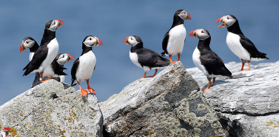 Four puffins standing on rocky cliffs against a blue sky.