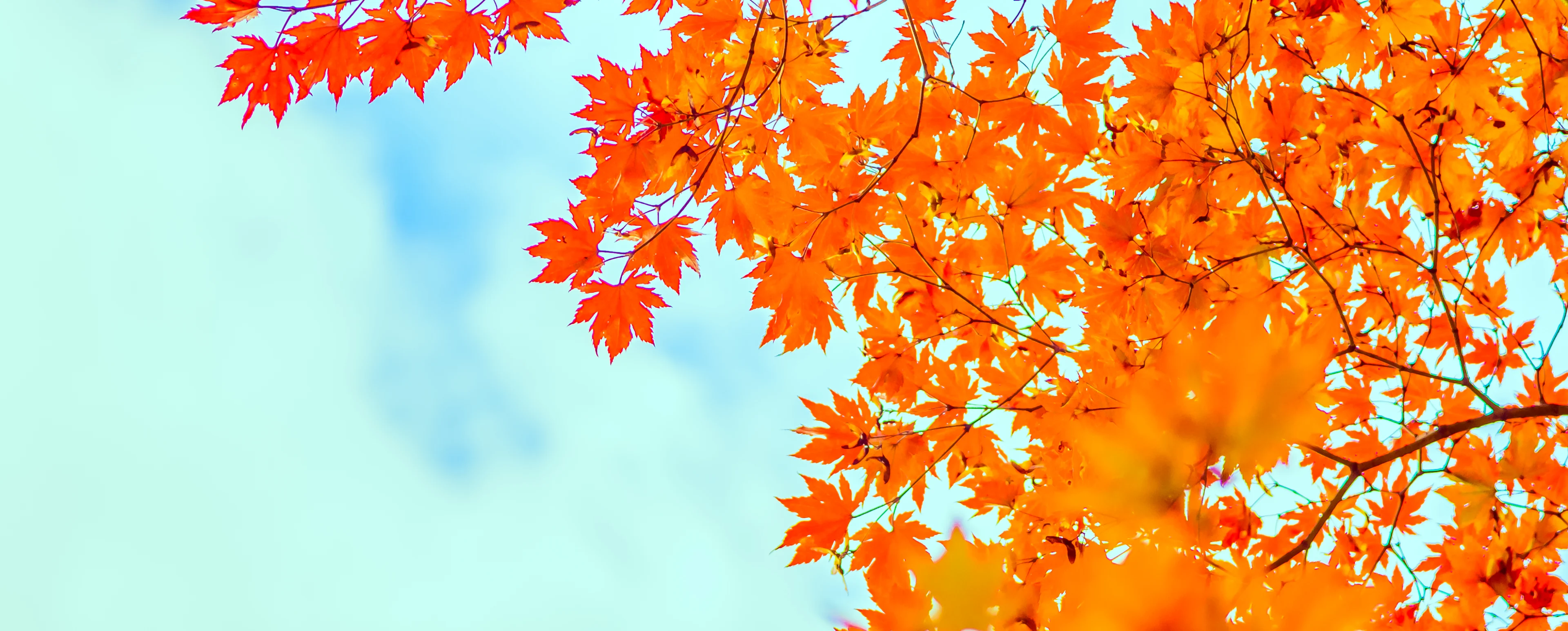 Bright orange autumn leaves against a clear blue sky.